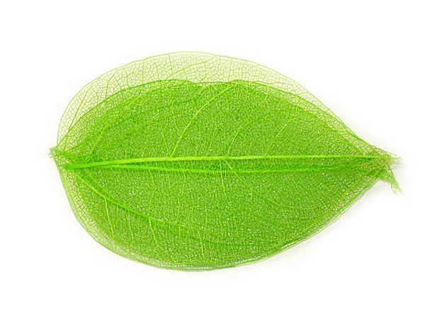 5 Nail Art Nailart Getrocknete Blätter in hell Grün